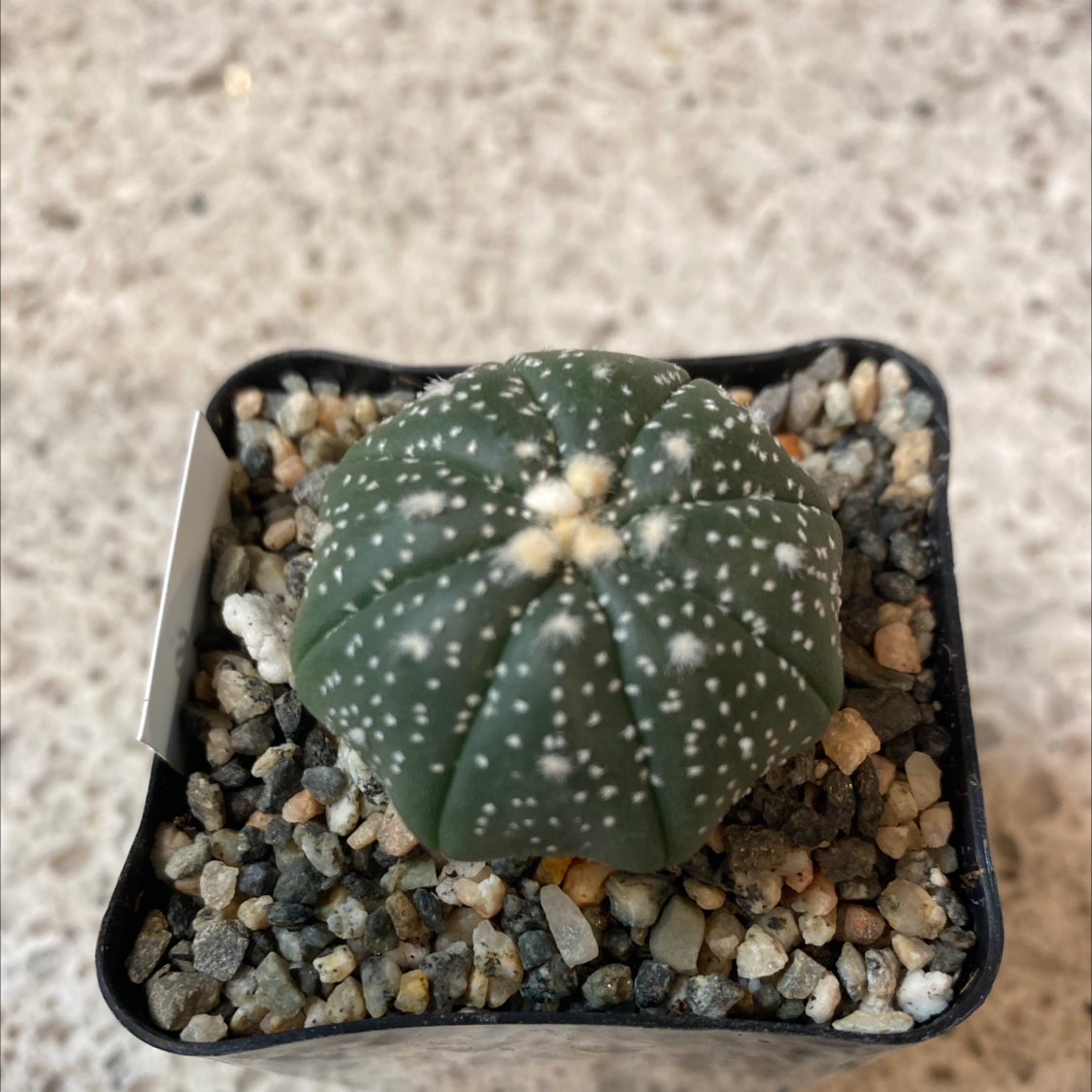 Sand Dollar Cactus in a small pot with gravelly soil, well-centered and in focus.