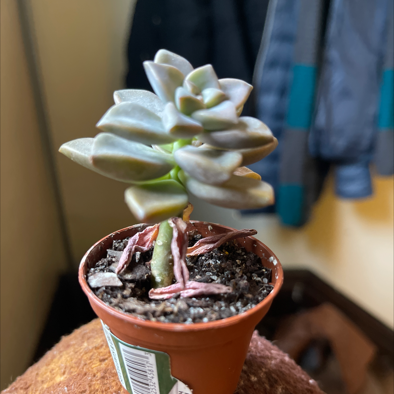 Photo of the plant species Echeveria 'Caly Argentea' by @ASimplePotato named Benard on Greg, the plant care app