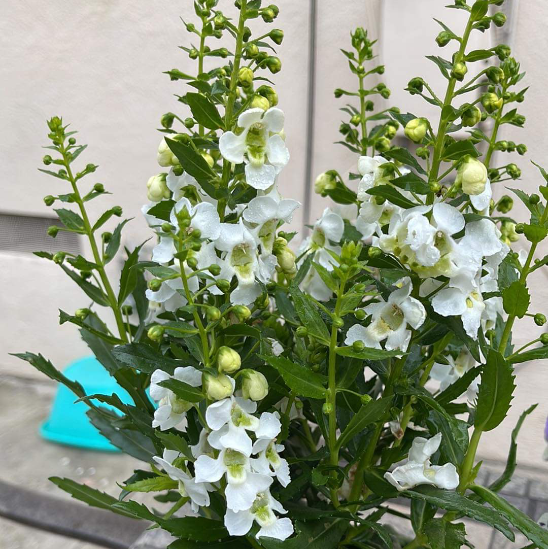 Photo of the plant species Angelonia by @yuukiakira named Yuuki on Greg, the plant care app