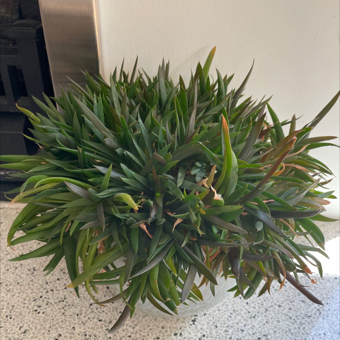 A well-framed Aloe 'Swordfish' plant with long, narrow leaves and slight browning at the tips.