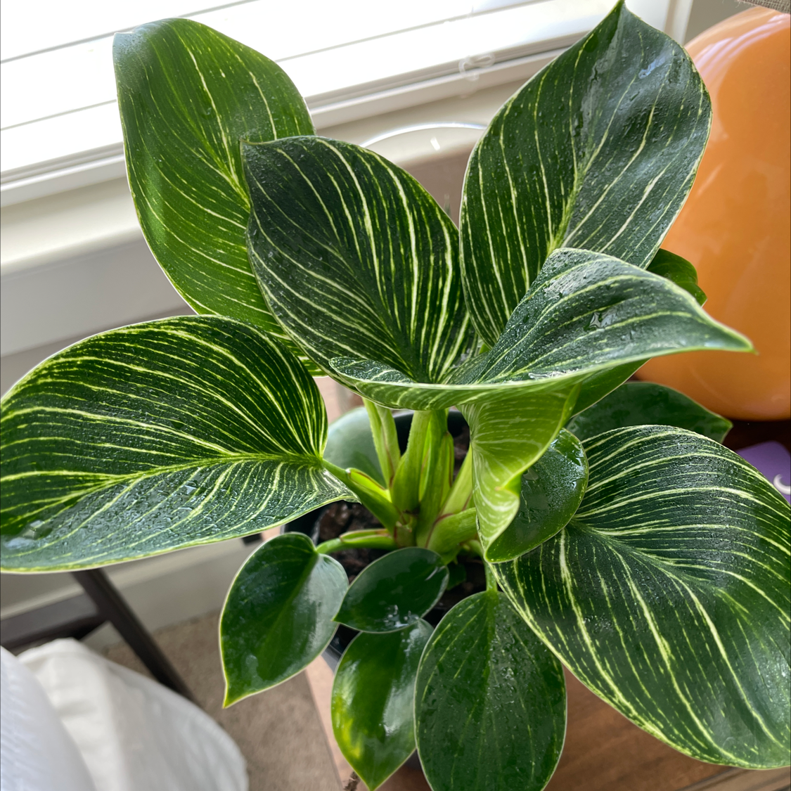 Photo of the plant species Philodendron Birkin by @Justinkingtorres named Beckham on Greg, the plant care app