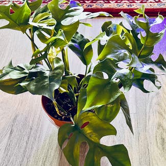Rhaphidophora Tetrasperma plant in Virginia Beach, Virginia
