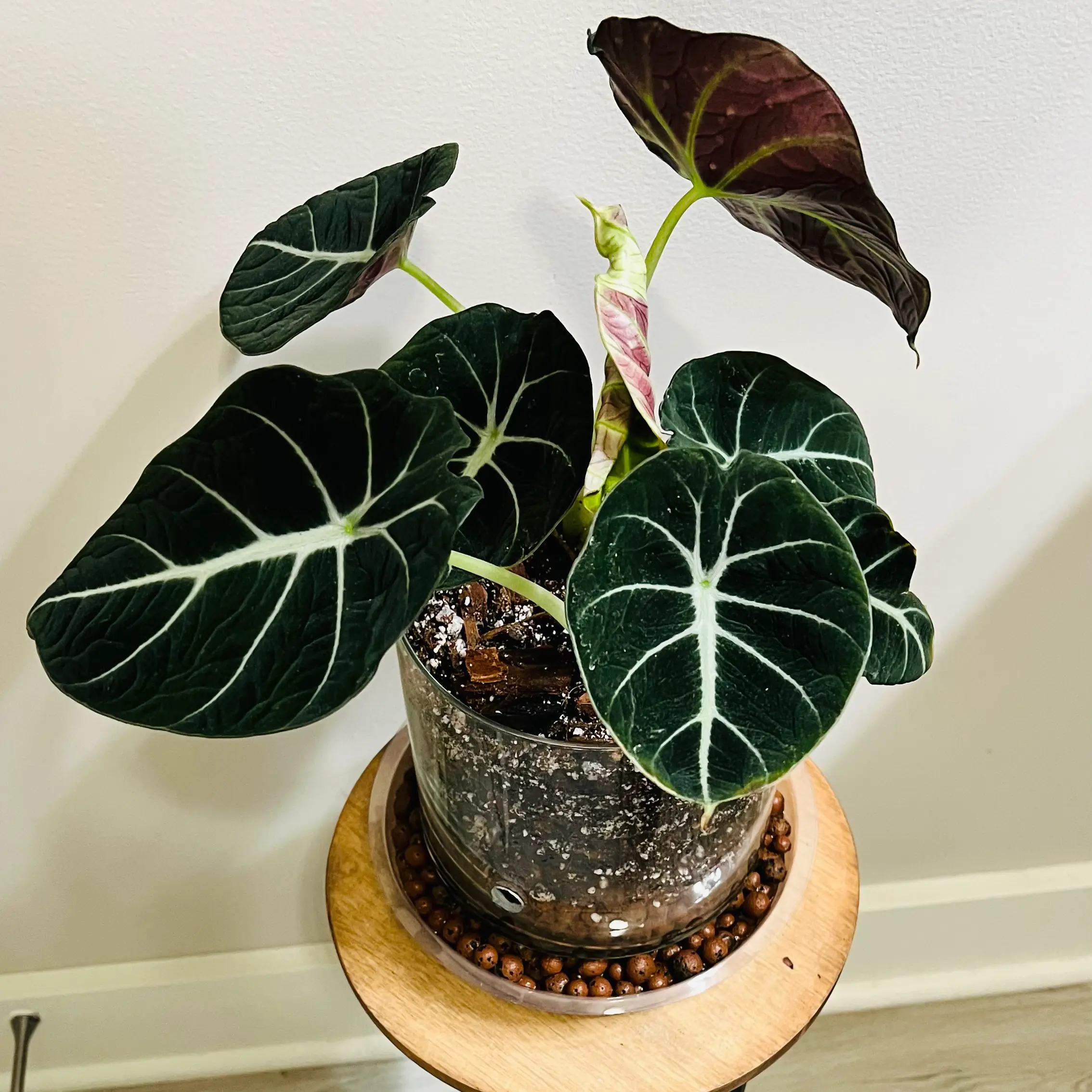 Black Velvet Alocasia plant in a pot with dark green leaves and white veins.