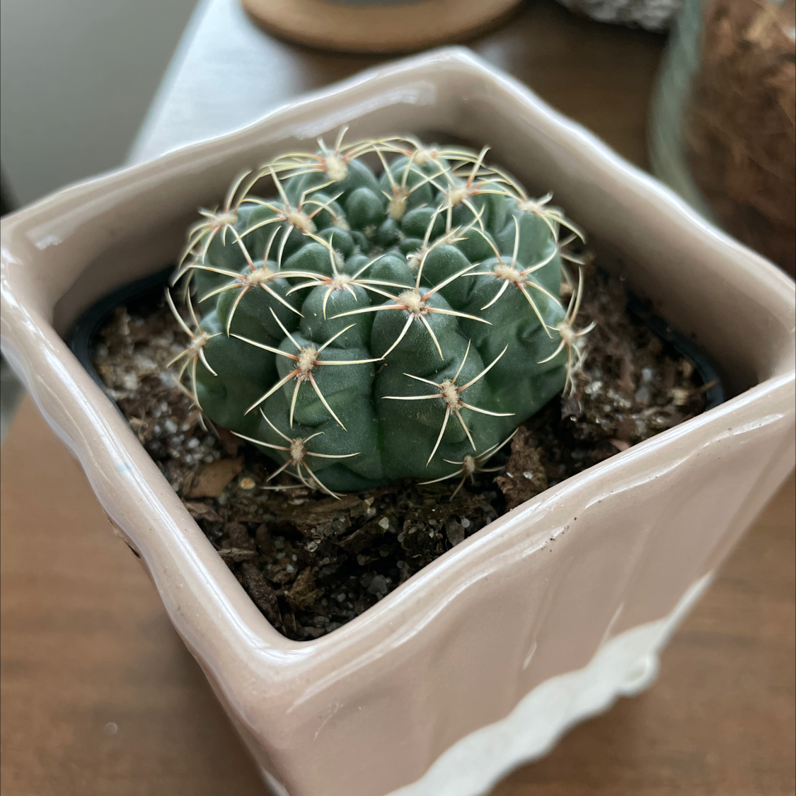 Photo of the plant species Gymnocalycium pflanzii by @Justinkingtorres named Einstein on Greg, the plant care app