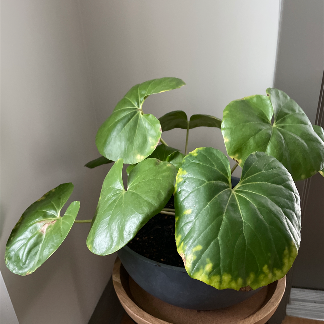 Photo of the plant species Leopard Plant by @Justinkingtorres named Drog on Greg, the plant care app