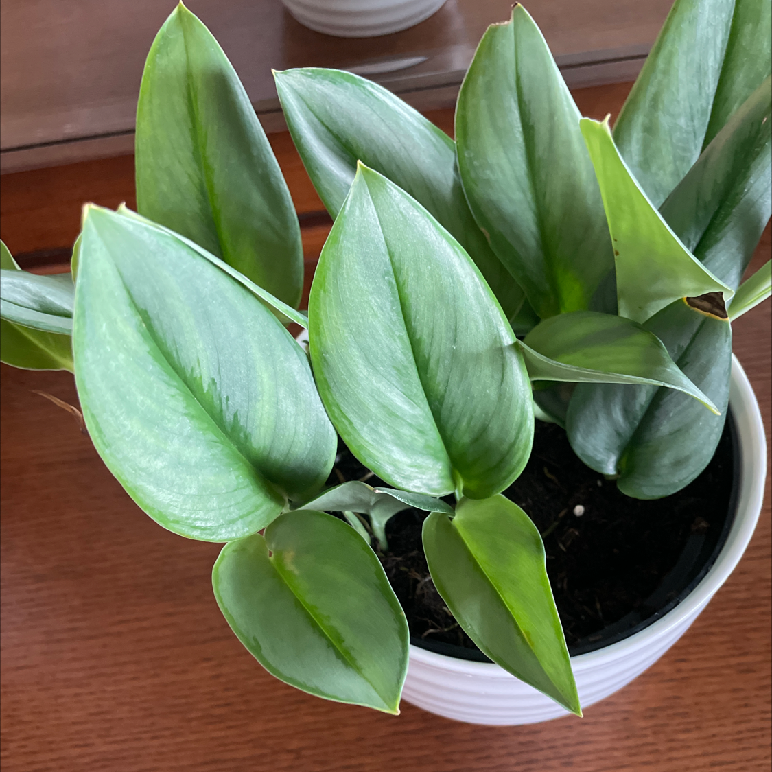 Scindapsus treubii 'Moonlight' plant with healthy green leaves in a white pot.