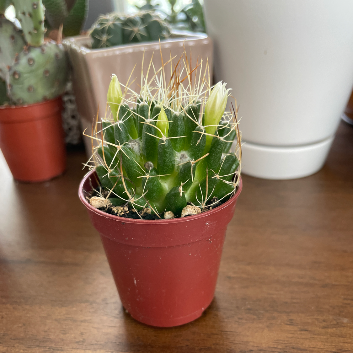 Photo of the plant species Texas Barrel Cactus by @Justinkingtorres named Zeus on Greg, the plant care app