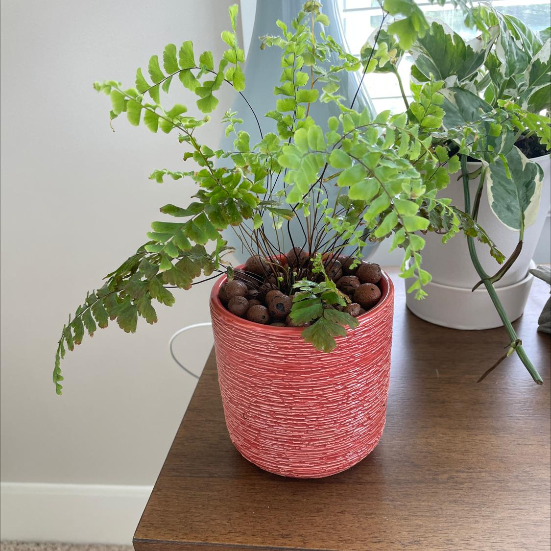 Photo of the plant species Cunningham's Maidenhair Fern by @Justinkingtorres named Beyonce on Greg, the plant care app