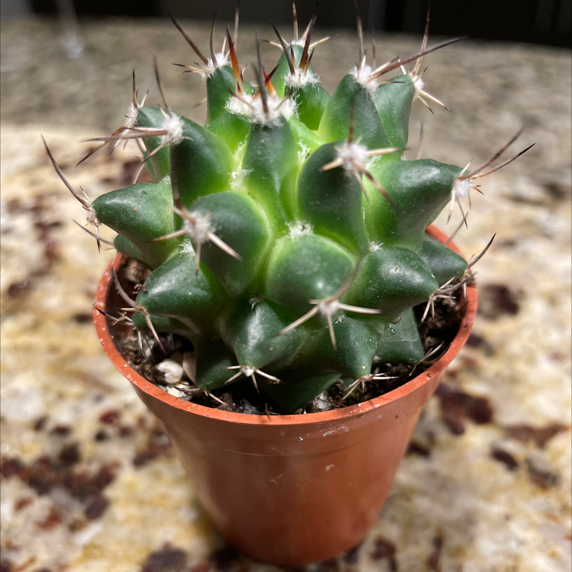 Photo of the plant species Mother of Hundreds by @Justinkingtorres named Sol on Greg, the plant care app
