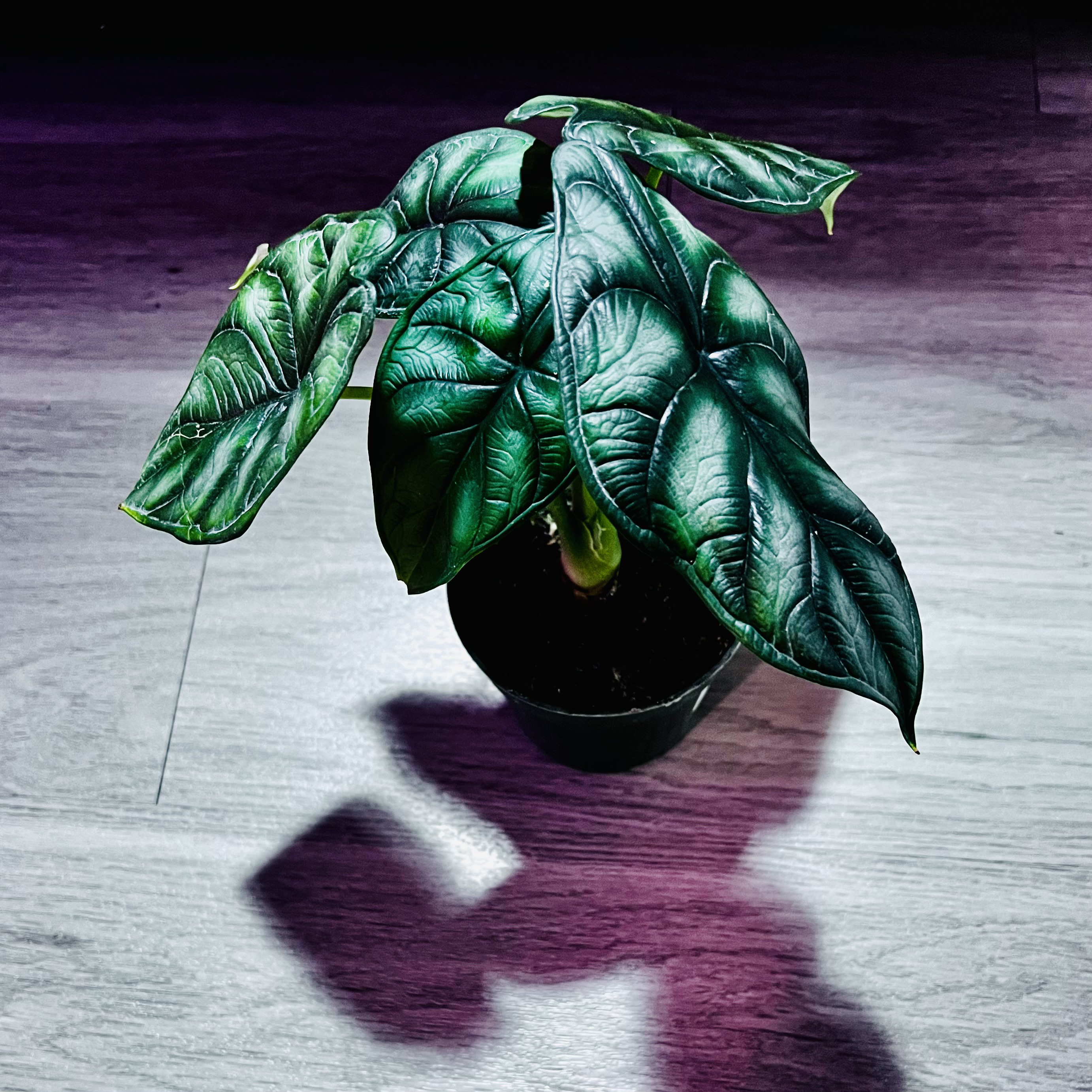 Potted Alocasia 'Dragon Scale' plant with dark green, textured leaves.
