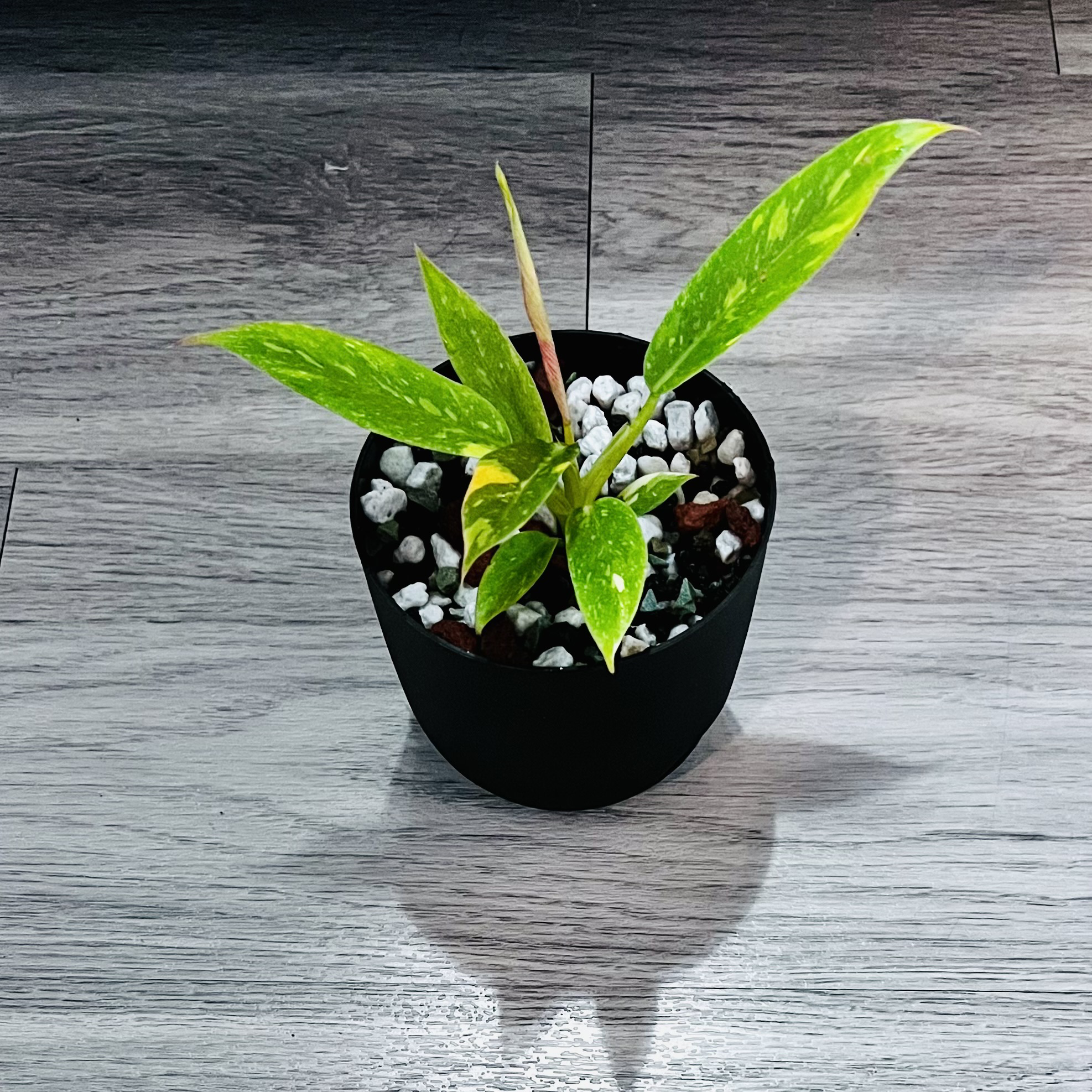 Philodendron 'Ring of Fire' plant in a black pot with white pebbles on the soil surface.
