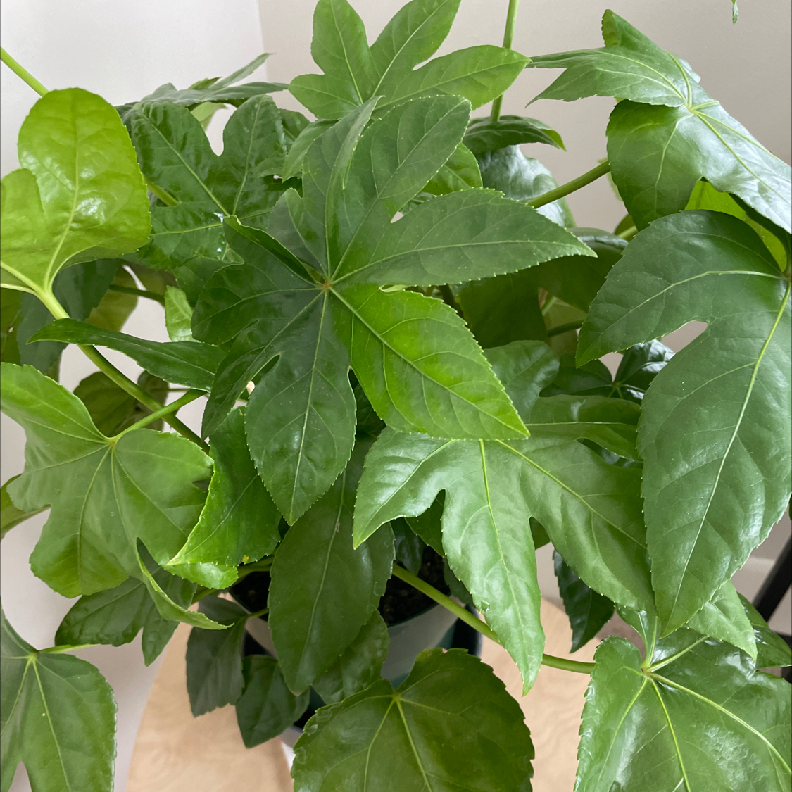 Healthy Fatsia plant with broad, glossy green leaves.