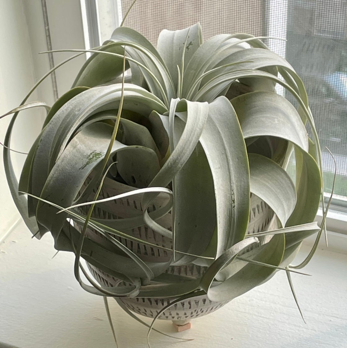 How to Propagate Your Tillandsia Xerographica