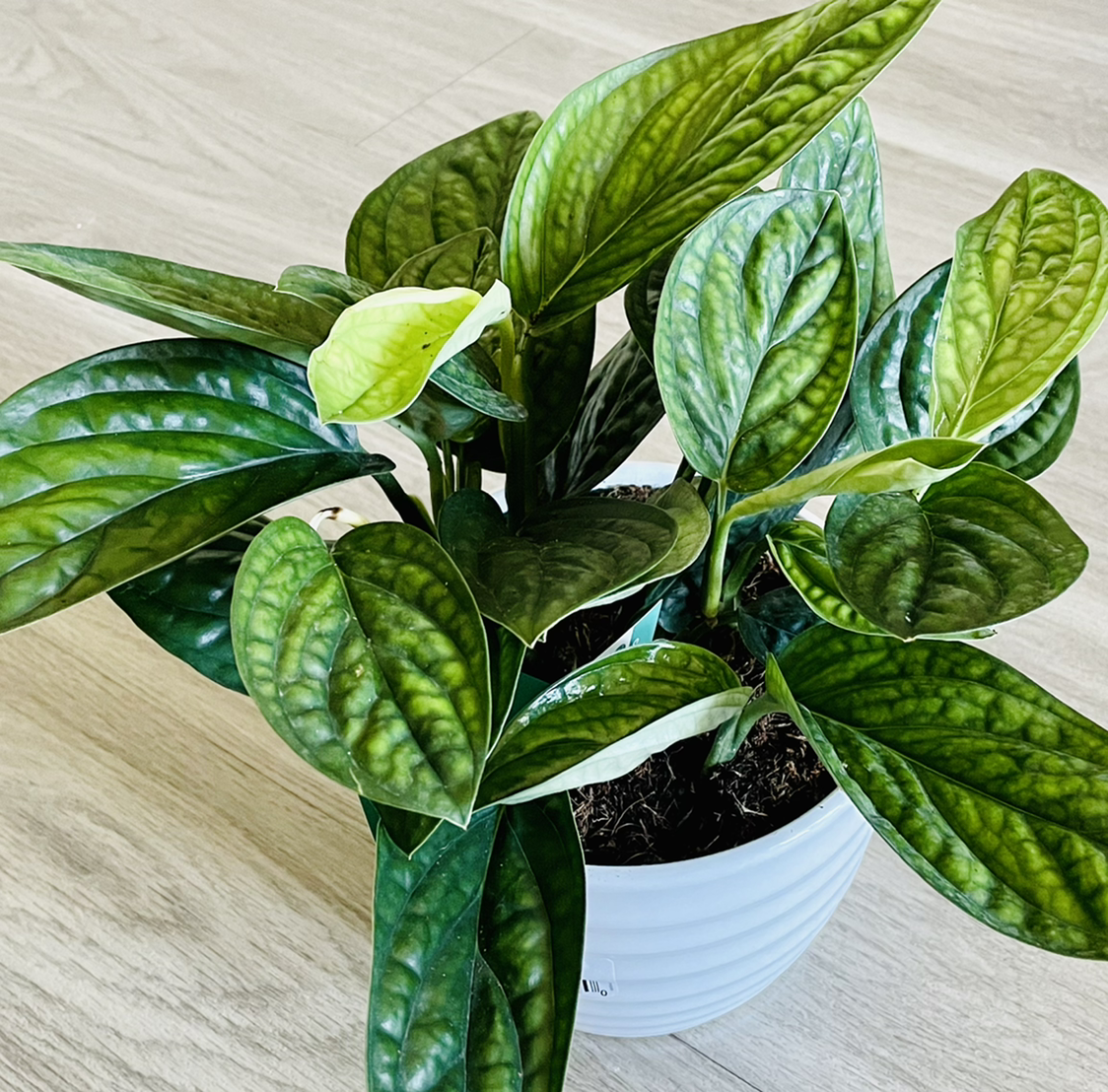 Healthy Monstera pinnatipartita plant in a white pot with vibrant green leaves.