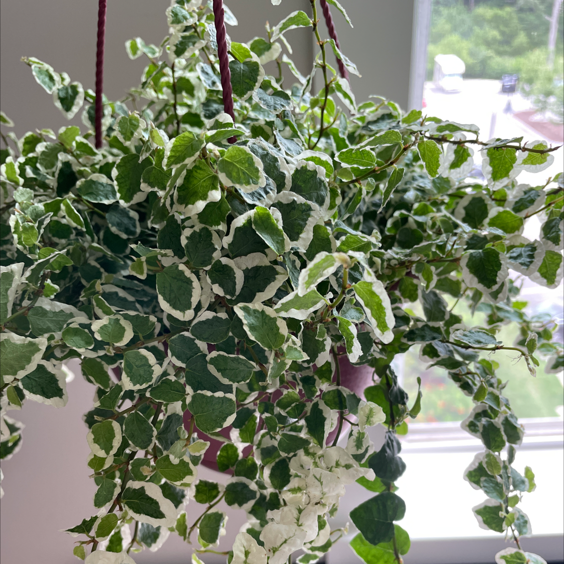 Photo of the plant species Bellus by @Justinkingtorres named Scarlett on Greg, the plant care app
