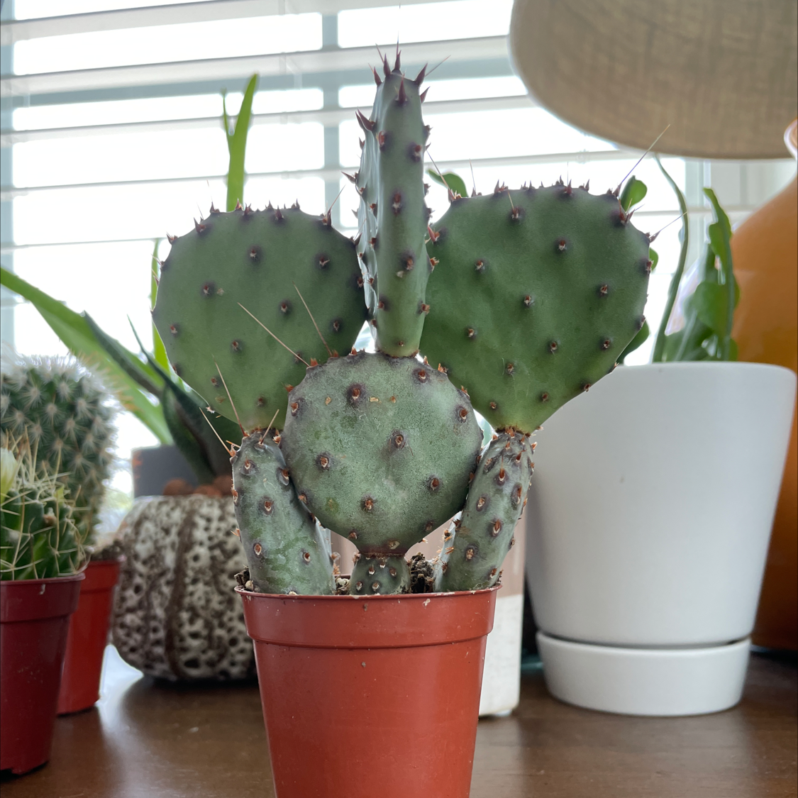 Photo of the plant species Violet Prickly Pear by @Justinkingtorres named Harry on Greg, the plant care app