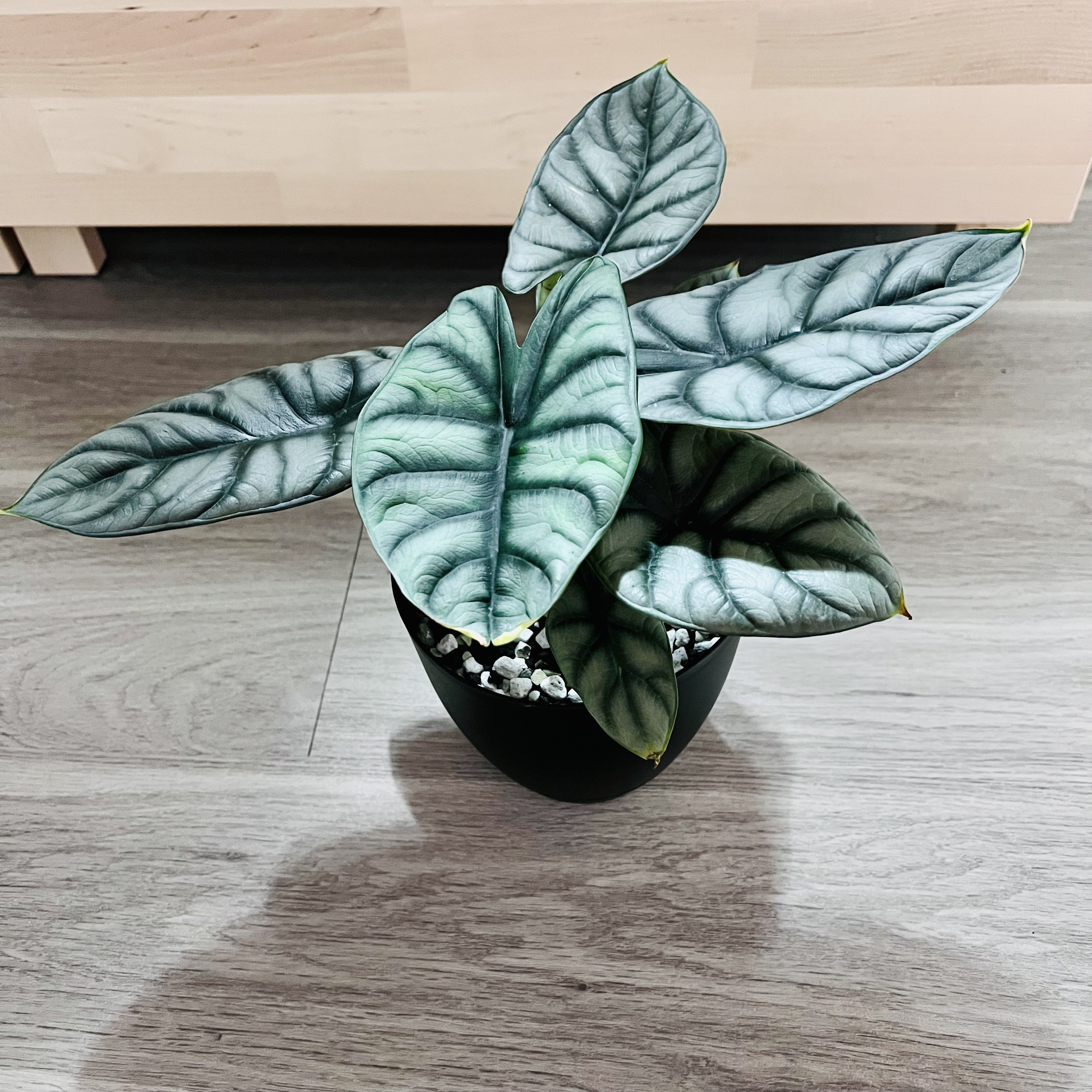 Potted Silver Dragon plant with silver-green leaves and dark green veins on a wooden floor.