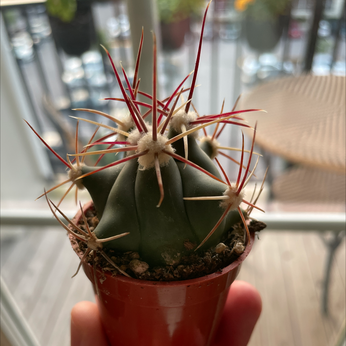 Photo of the plant species Ferocactus histrix by @Justinkingtorres named Sanders on Greg, the plant care app