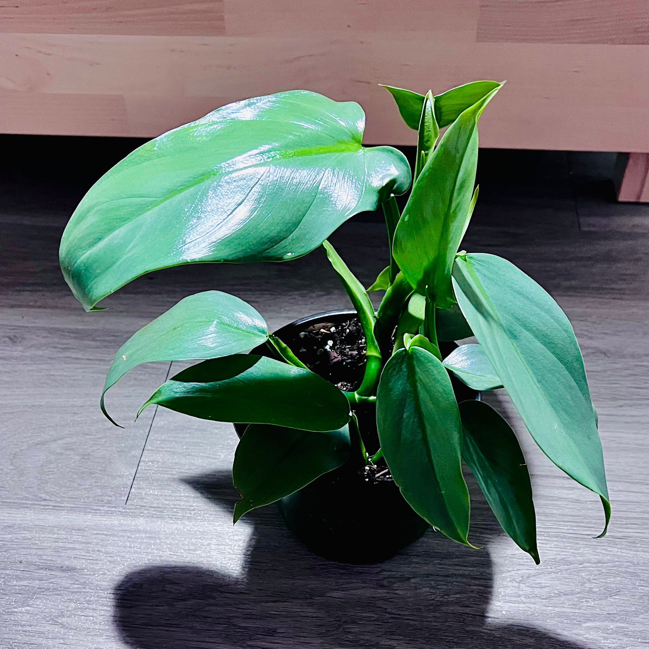 Healthy Silver Sword Philodendron with glossy green leaves in a small pot.