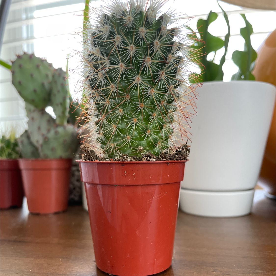 Photo of the plant species Mammillaria microhelia by @Justinkingtorres named Coco on Greg, the plant care app
