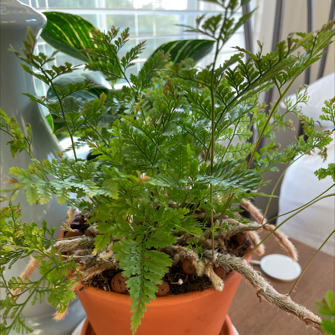Photo of the plant species Rabbit's Foot Fern by @Justinkingtorres named Peter Parker on Greg, the plant care app