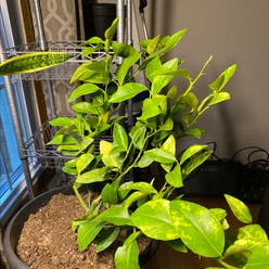 Persian Lime plant