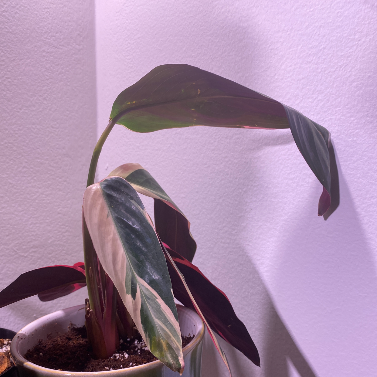 Never Never Plant with variegated leaves in a pot, showing some yellowing and browning.