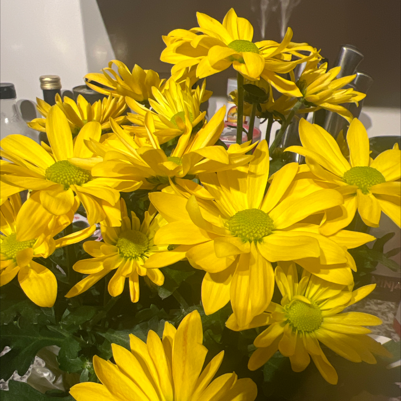 Vibrant Ox-Eye Daisy plant with numerous yellow flowers, appearing healthy and well-maintained.