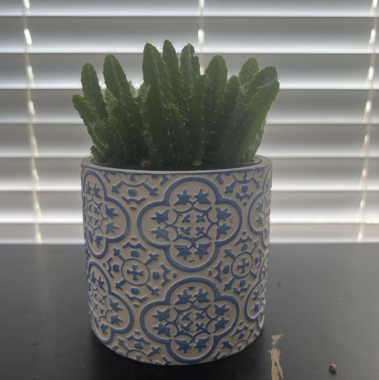 Queen of the Night plant photo by Candace named Davian on Greg, the plant care app.