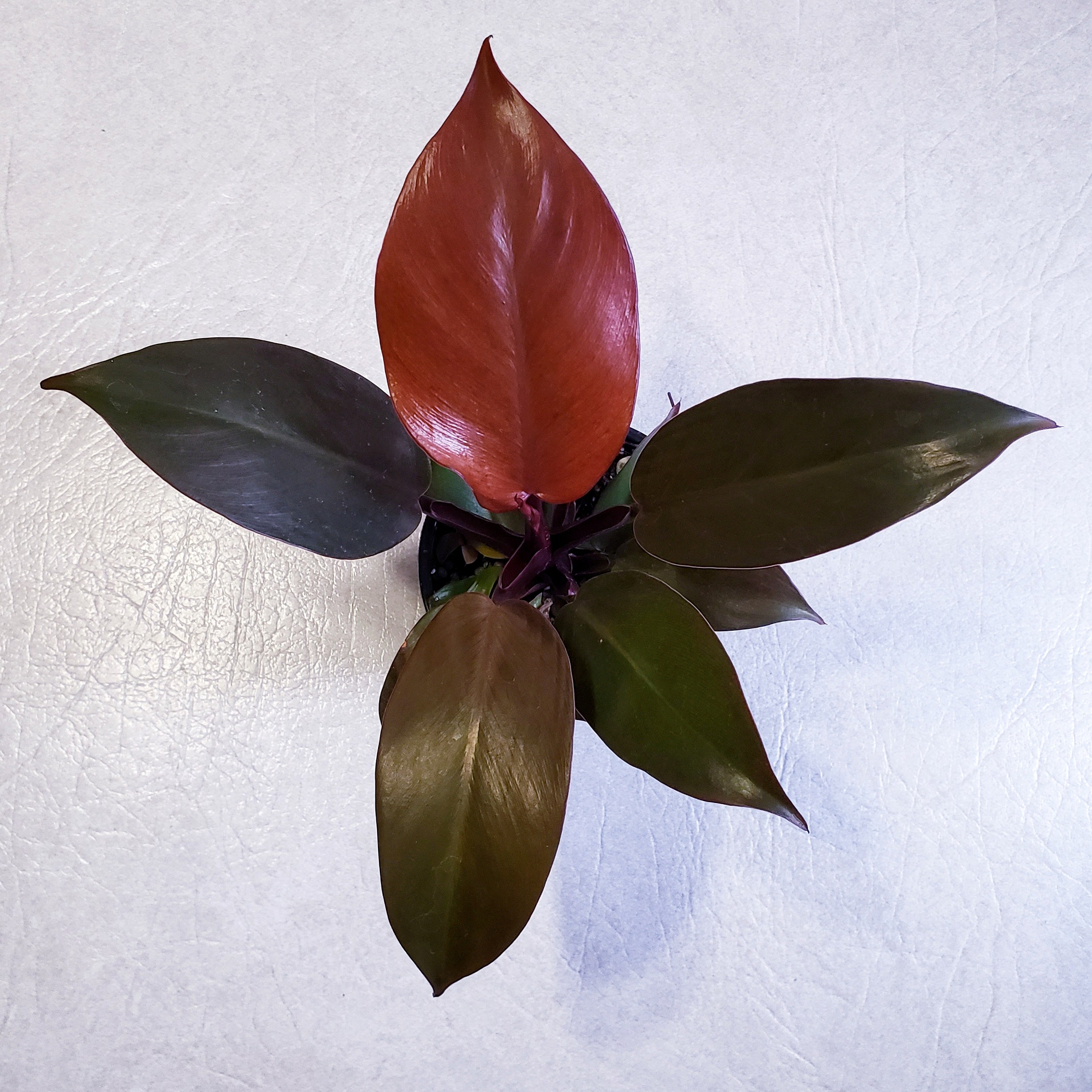 McColley's Finale plant with glossy leaves, central leaf is vibrant red.