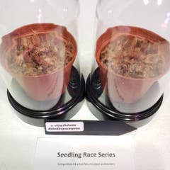 A. Vittarifolium X - Seedling Race Series 3