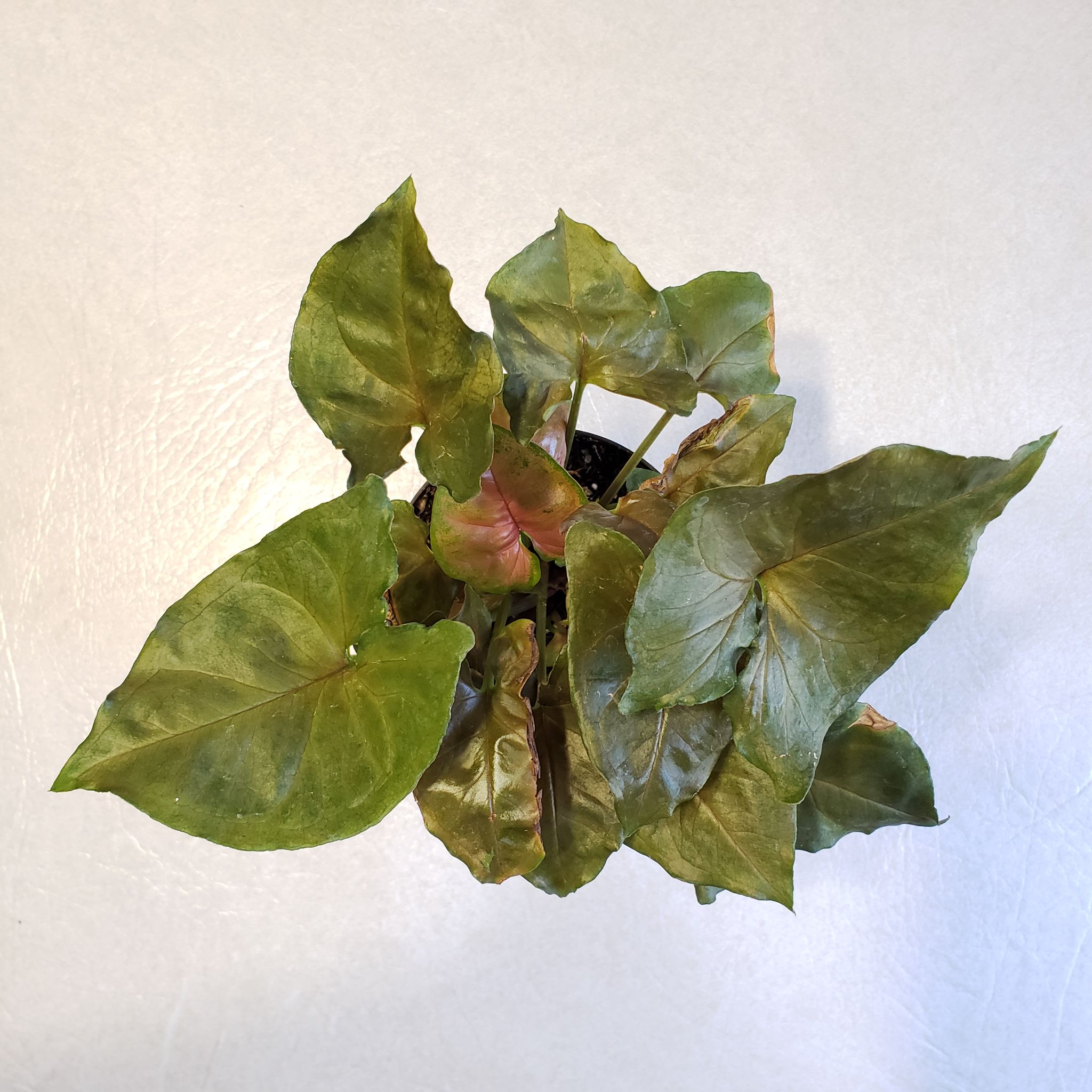 Syngonium 'Maria Allusion' plant with browning leaves.