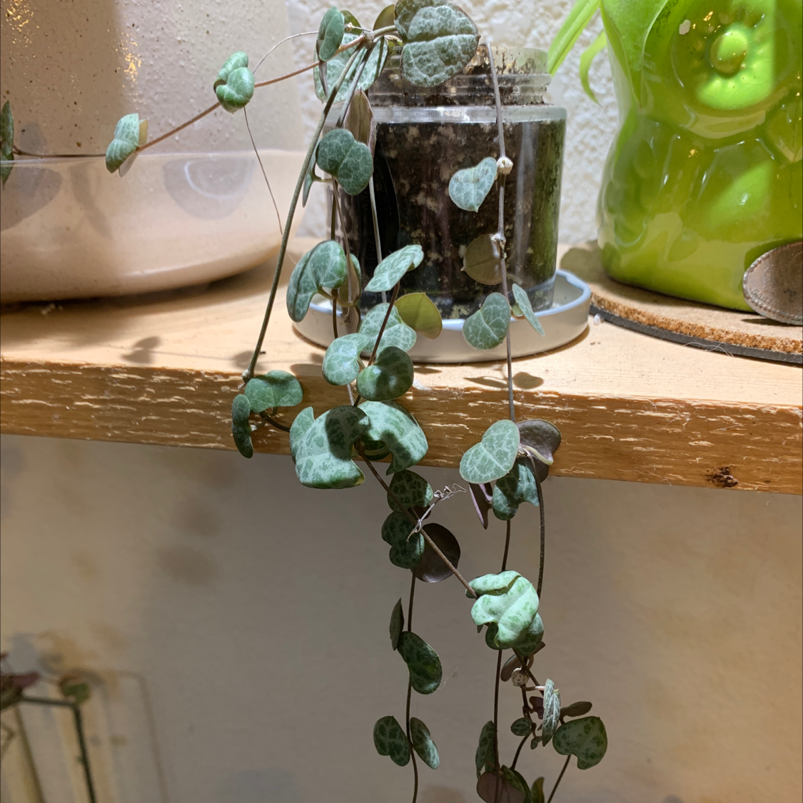 A healthy Chain of Hearts plant with trailing stems and vibrant green heart-shaped leaves, growing in a glass terrarium.