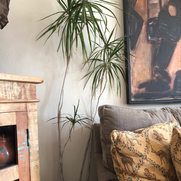 Plant care for Pelargonium fruticosum on Greg, the plant care app