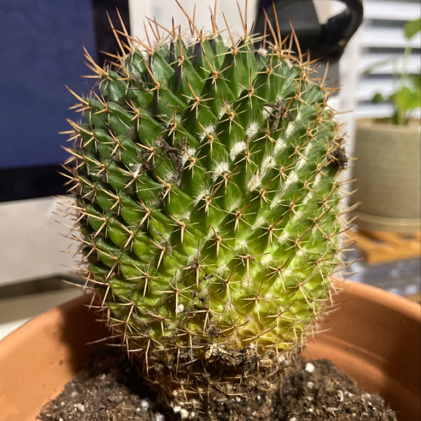 A healthy Golden Torch cactus in a pot with visible soil.