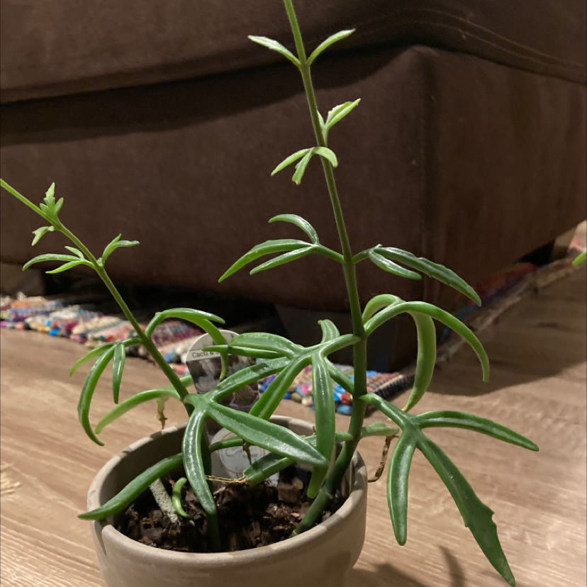 Photo of the plant species varigated lavender scallops by Stacey named Cacti on Greg, the plant care app