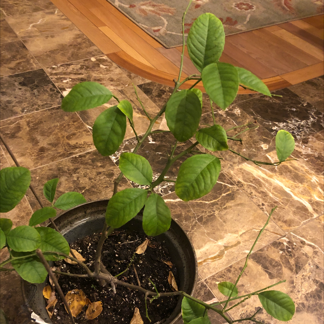 Why Are There Brown Spots on My Pomelo Leaves?