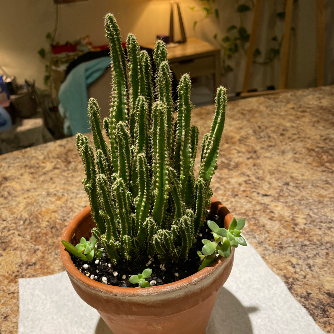 Fairy Castle Cactus plant photo by @lonell_ named Tinkerbell & Friends on Greg, the plant care app.