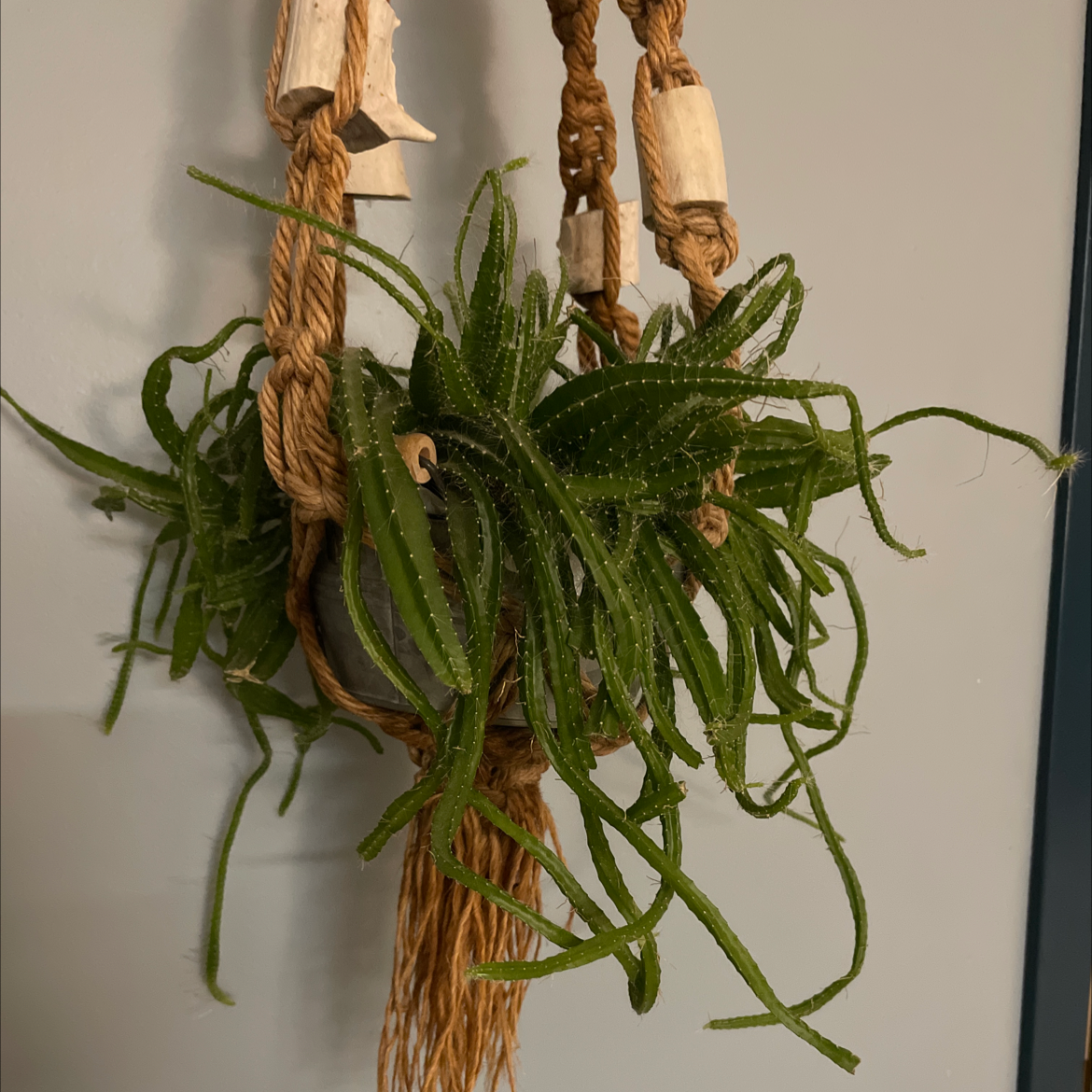 Dog Tail Cactus in a hanging planter, vibrant green and healthy.