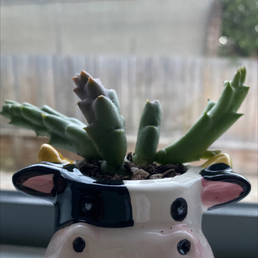 Photo of the plant species Stapelia Planiflora Jacq. by @blanketsarecozy named pedro on Greg, the plant care app