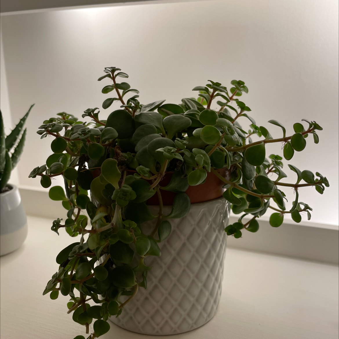 Potted Sedum 'Himalayan Skies' plant with small, rounded green leaves in a white pot.