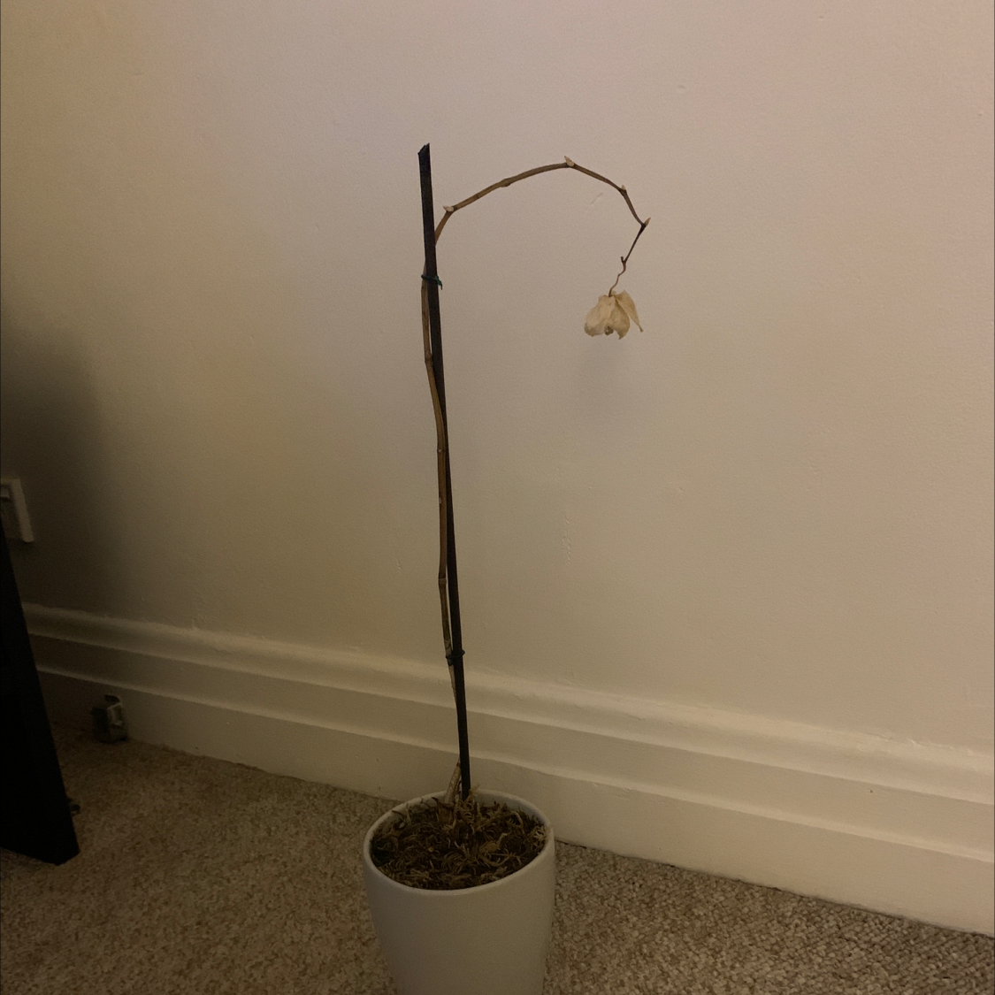 Photo of the plant species Spring Snowflake by Issy named Sweetie on Greg, the plant care app