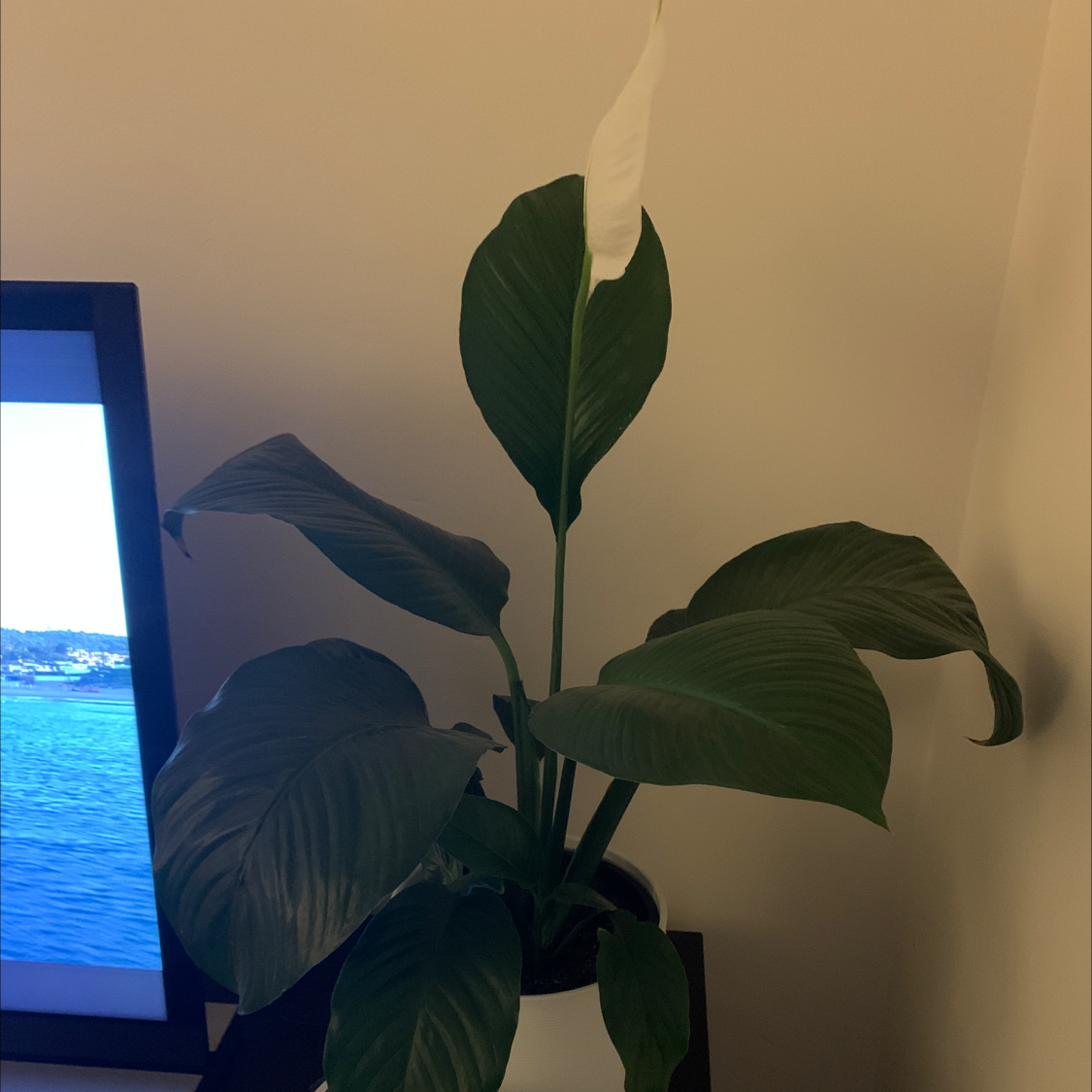 Peace Lily plant photo by Issy named Flora on Greg, the plant care app.