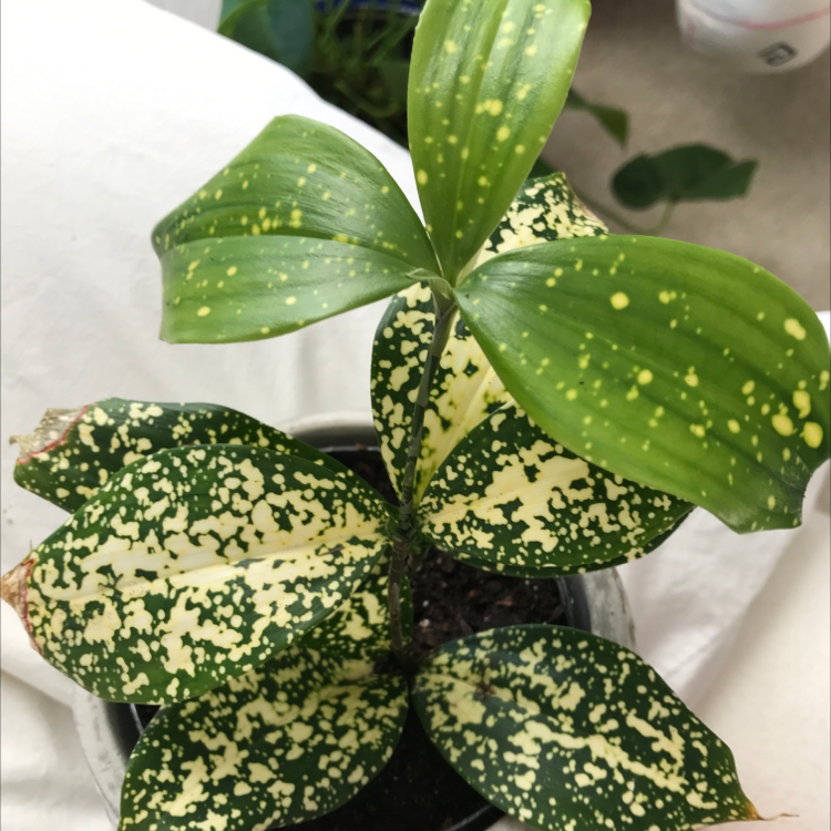 Close-up of healthy Gold Dust Dracaena leaves with striking yellow and green variegation. Plant appears to be thriving.