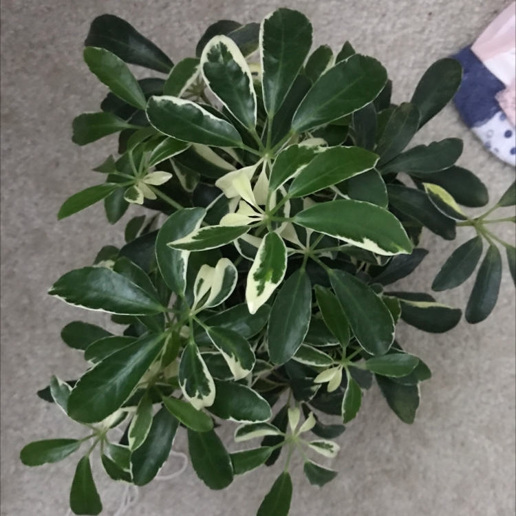 Healthy dwarf umbrella tree with lush green foliage, no signs of discoloration or disease, in a well-framed photo.