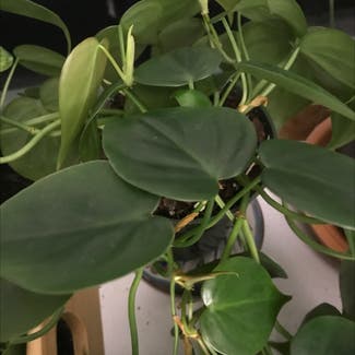 Heartleaf Philodendron plant in St. Petersburg, Florida