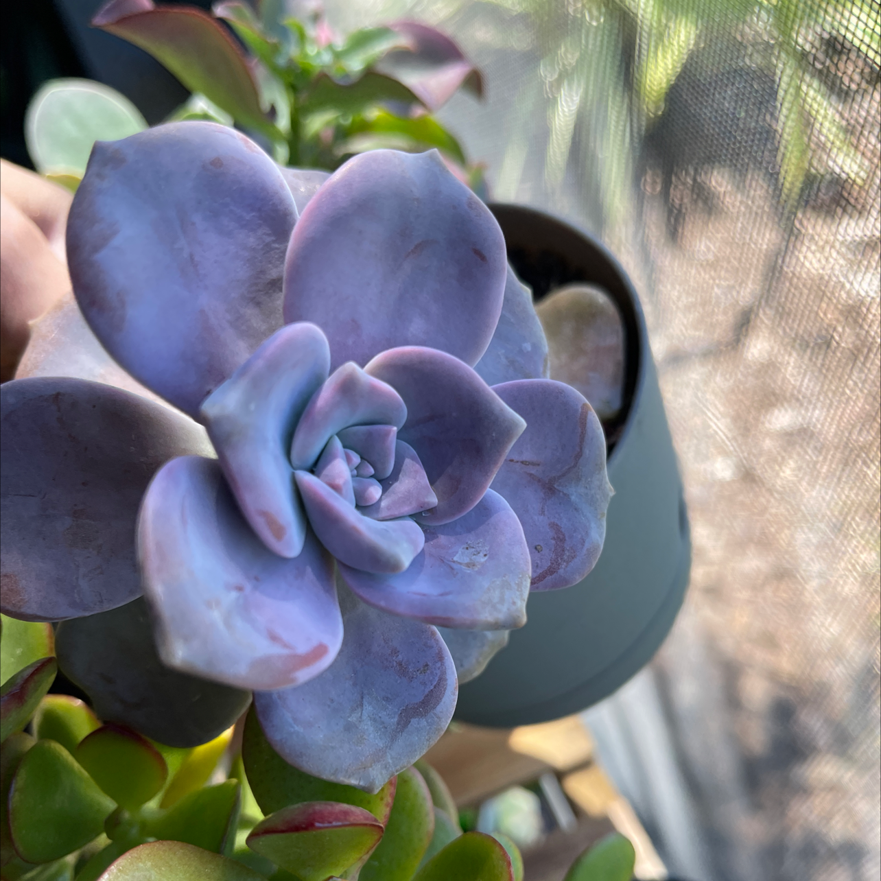 Echeveria Gibbiflora succulent with purple leaves, held by a hand.