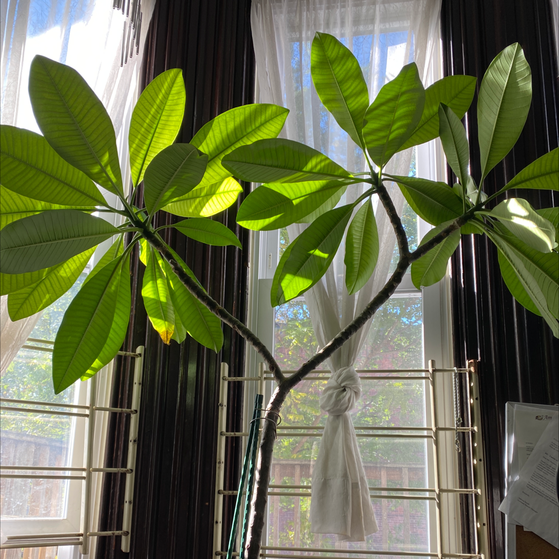 Photo of the plant species Red Frangipani by Raushan named Treeyoncé on Greg, the plant care app