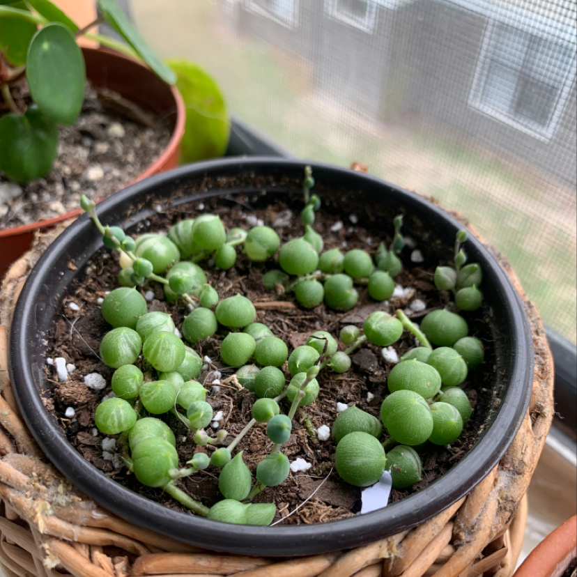 Variegated String of Pearls plant in a pot with visible soil, well-framed and in focus.