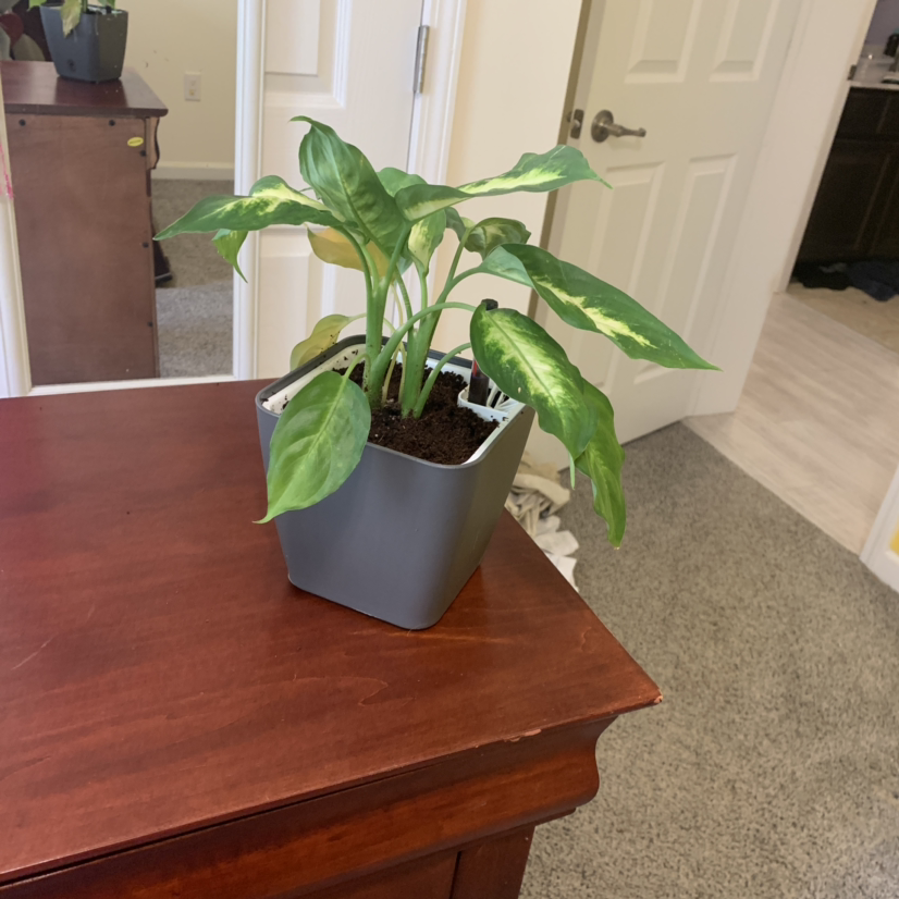Dieffenbachia 'Camille' plant photo by @caylincarpenter named dumb on Greg, the plant care app.